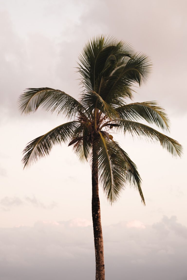 paysage guadeloupe